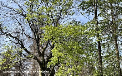 Grenzbuche Markenbaum Südhangweg