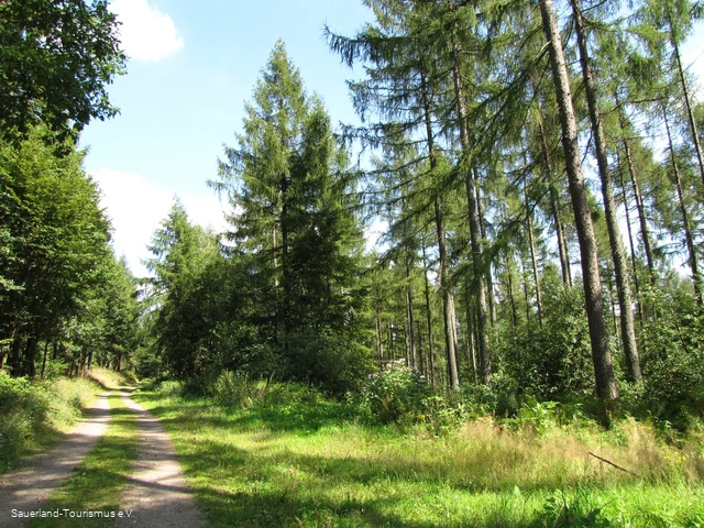 Wälder bei Hülschotten