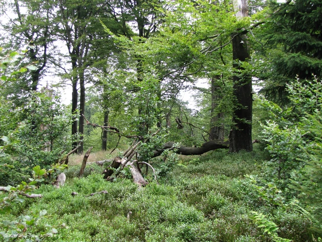 Wälder auf der Hunau