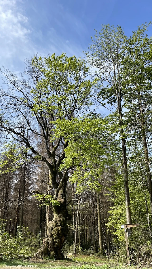 Grenzbuche Markenbaum Südhangweg