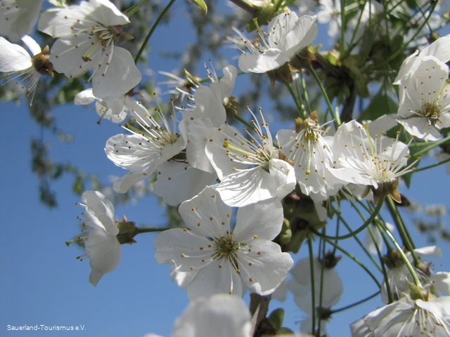 Obstblüte